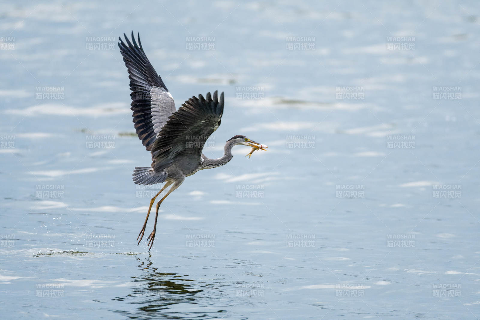 苍鹭捕鱼瞬间图片