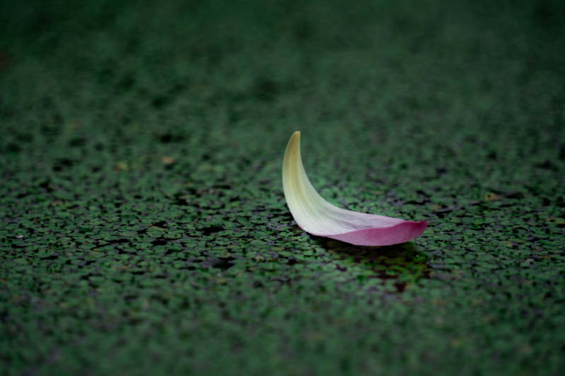 落花浮萍 静谧之美图片