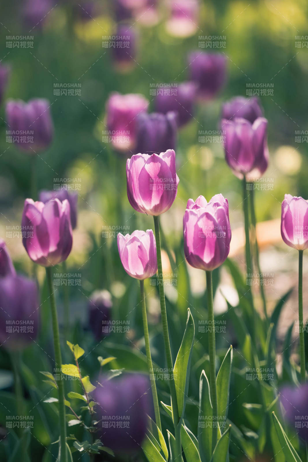 紫色郁金香花田美景图片