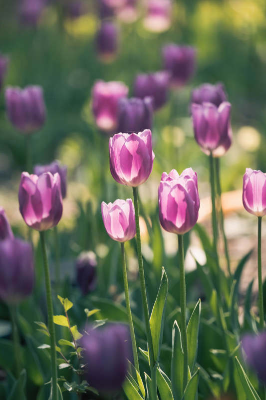 紫色郁金香花田美景图片