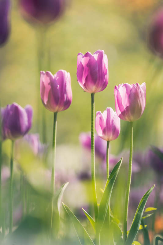 紫色郁金香的春天美景图片