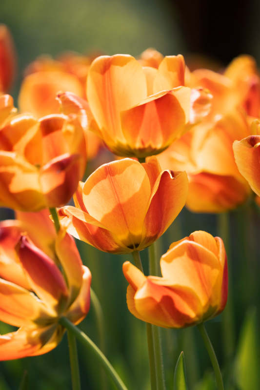 橙色郁金香的美丽绽放图片