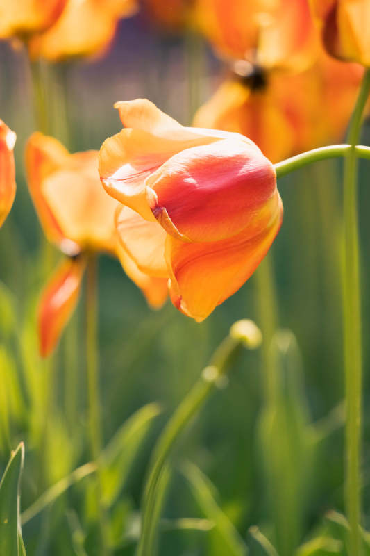 橙色郁金香的明媚时光图片