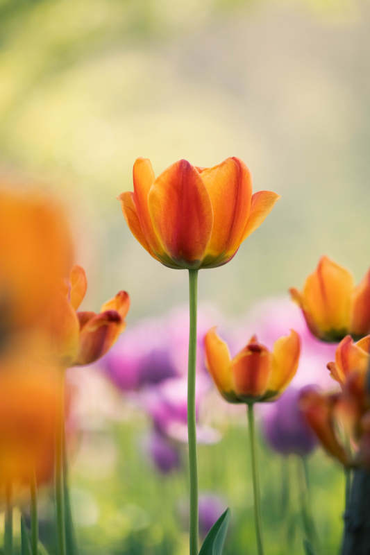 橙红郁金香绽放花园中图片