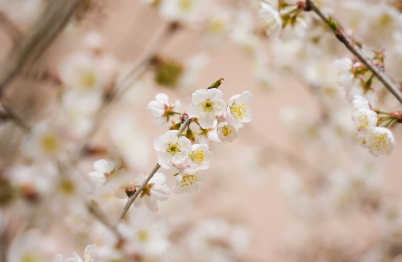 春日枝头梅花绽放图片