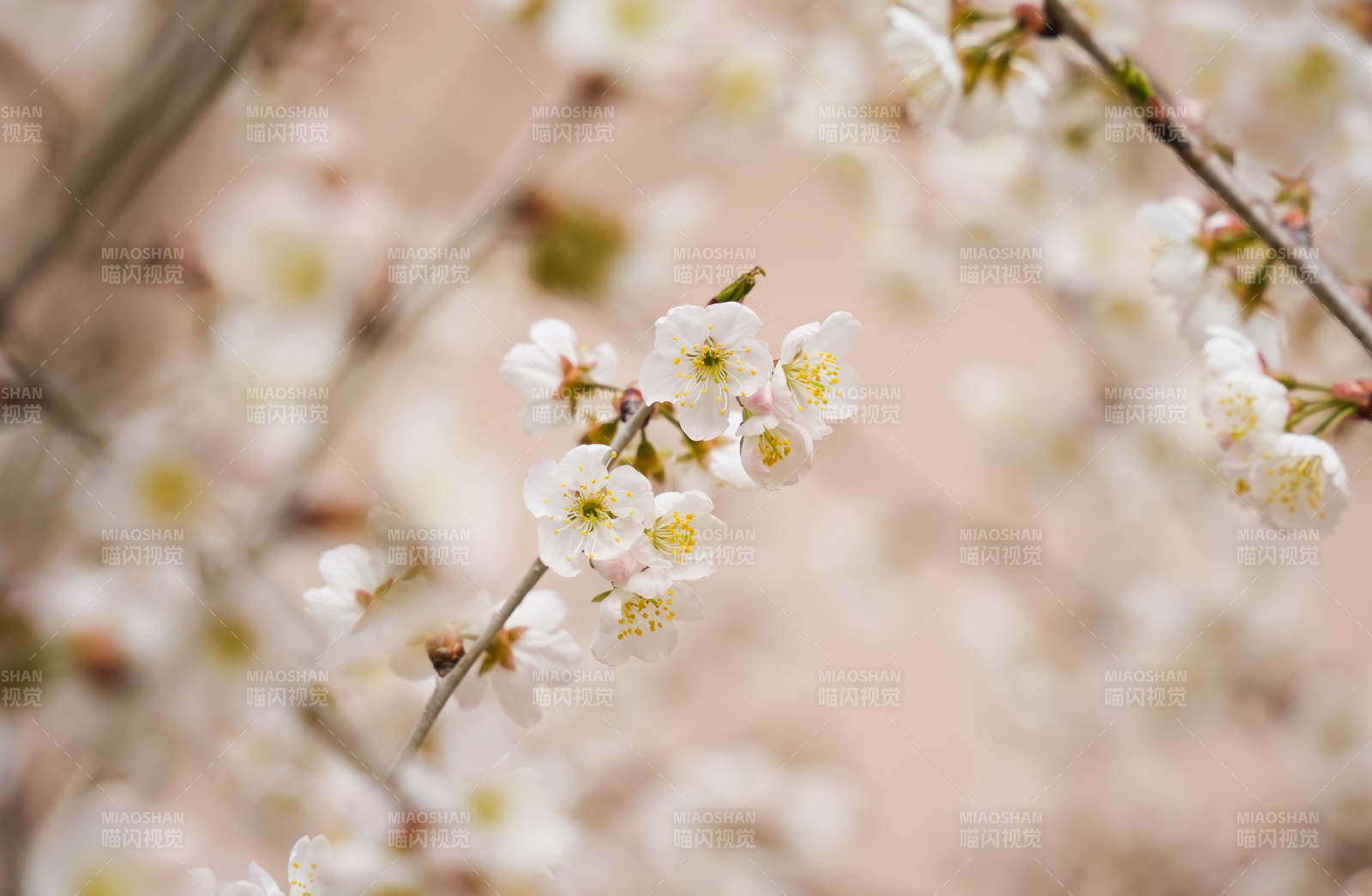 春日枝头梅花绽放图片