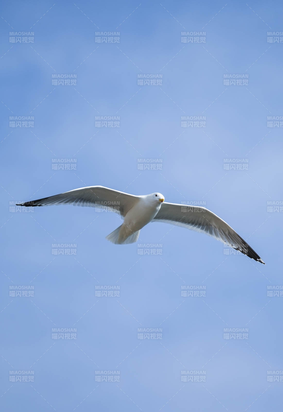 飞翔的海鸥图片