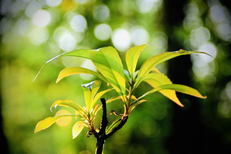 新芽在阳光下绽放生机图片