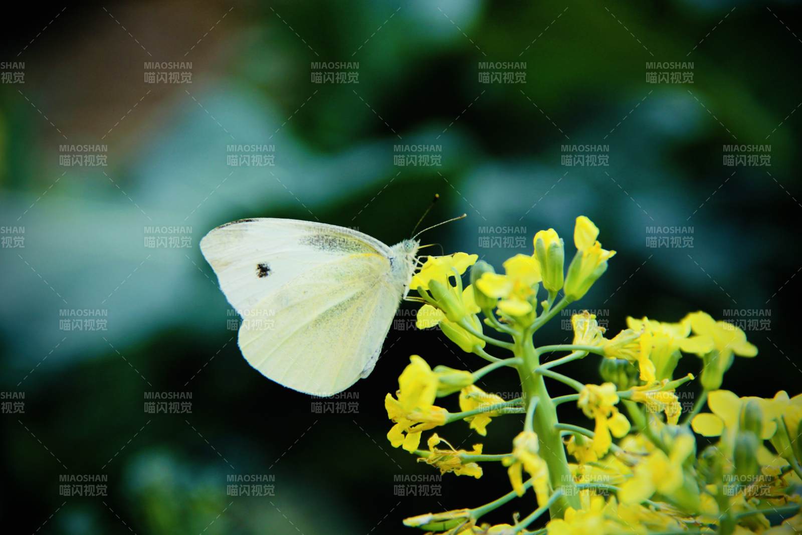白蝶栖黄花 静谧自然景图片