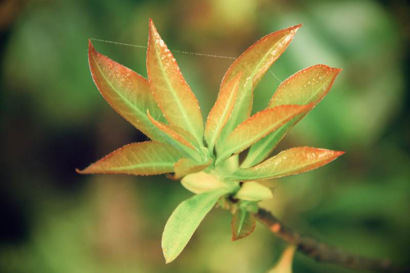 新叶初绽 晨露轻沾图片