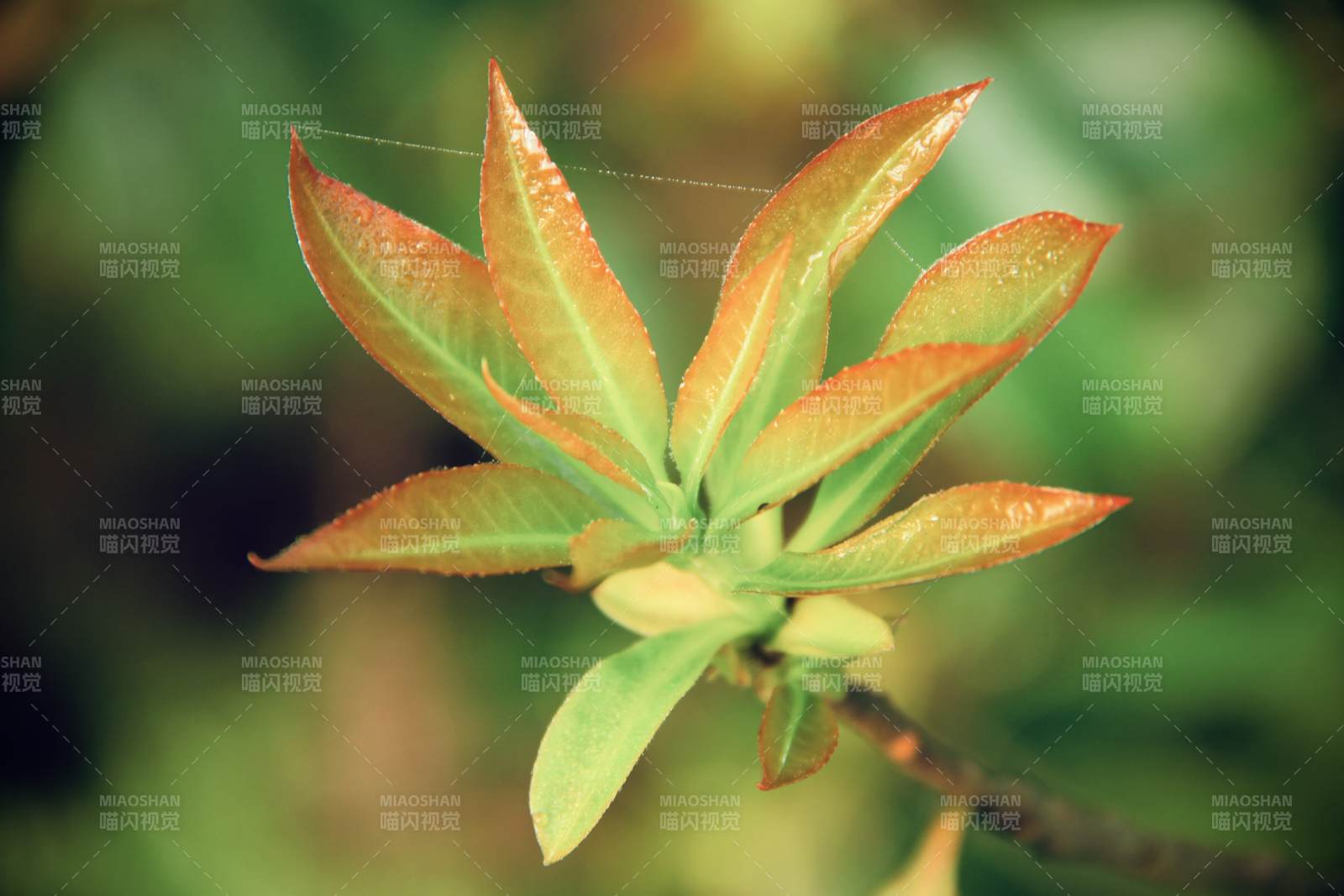 新叶初绽 晨露轻沾图片