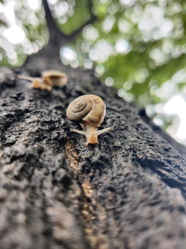 树干上的蜗牛特写图片