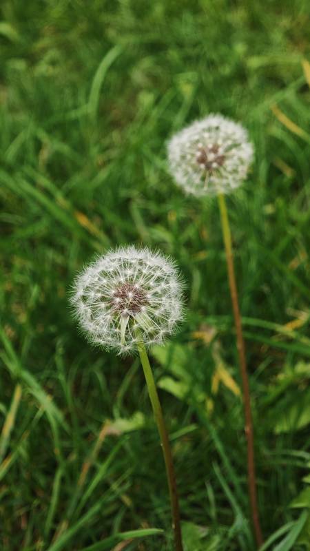 蒲公英的温柔时光图片