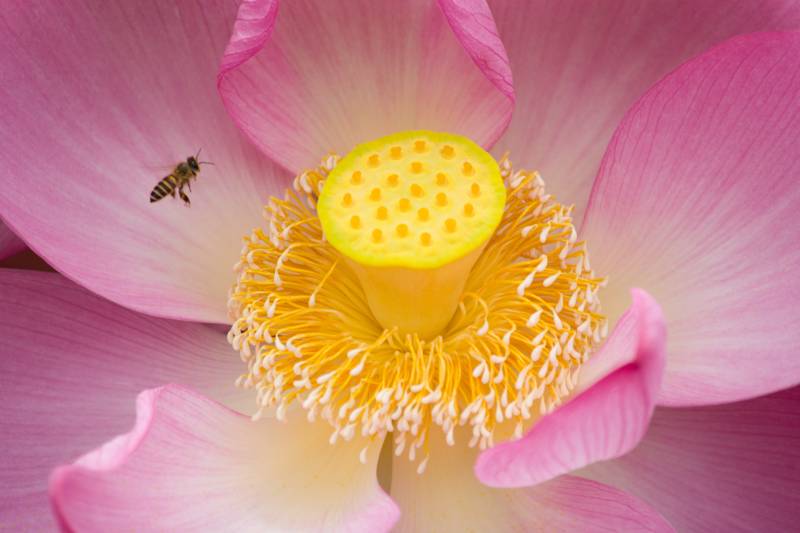 蜜蜂采蜜莲花心图片