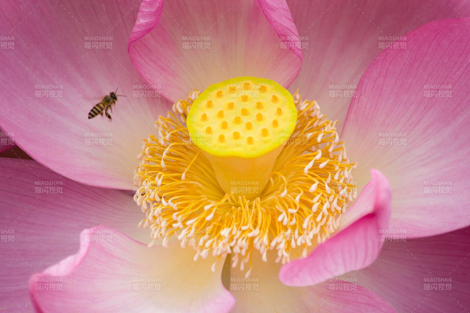 蜜蜂采蜜莲花心图片