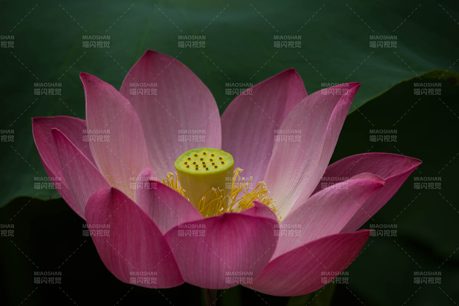 粉莲绽放 静谧之美图片