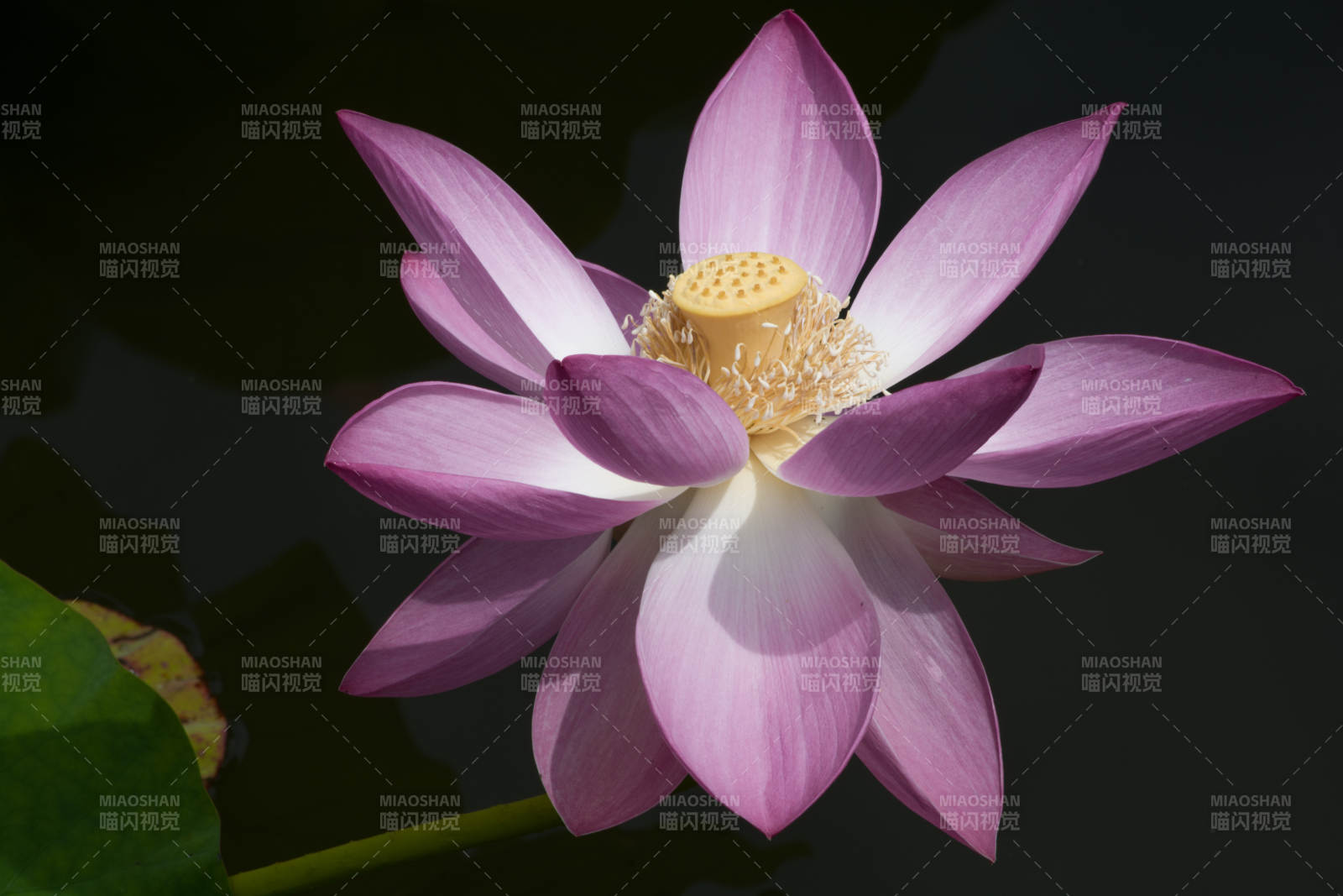 粉色荷花绽放水中图片