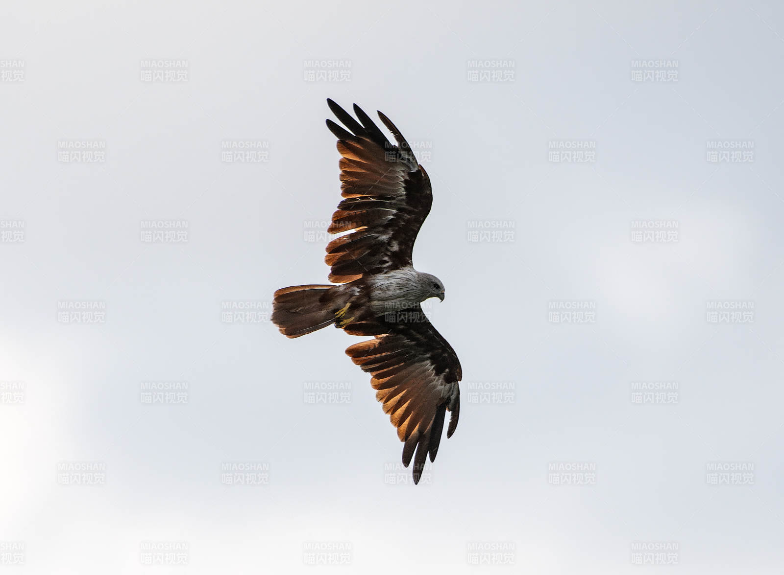 翱翔天际的鹰影图片