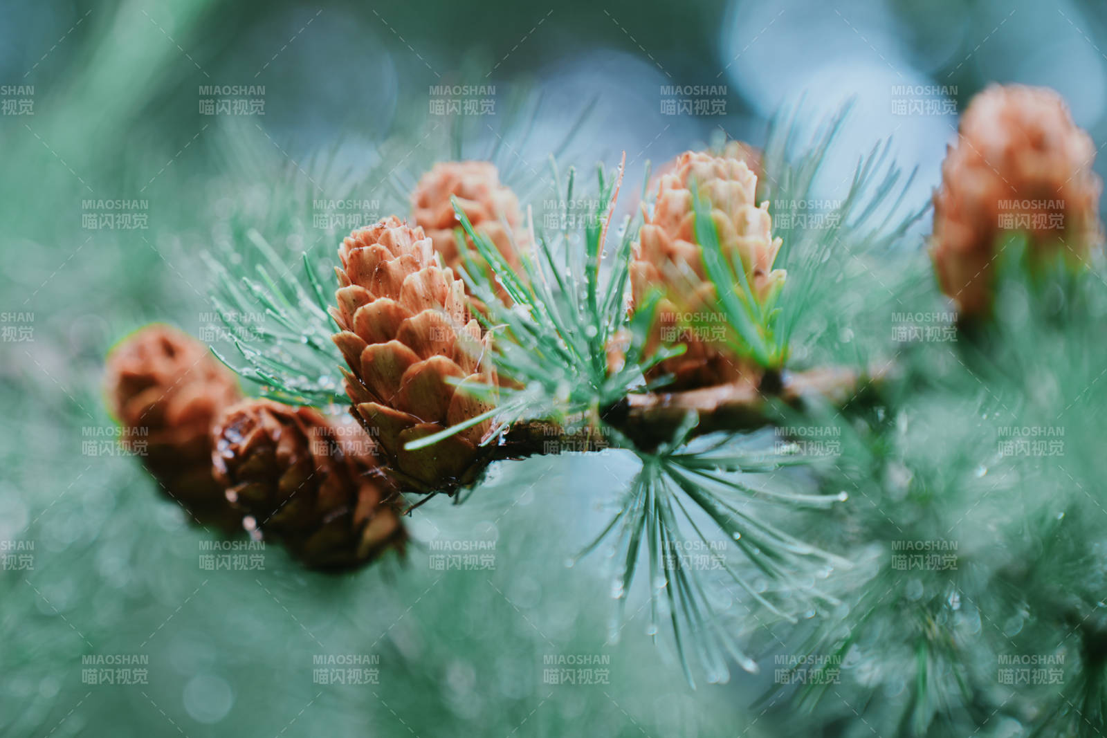 松枝上的小松果图片