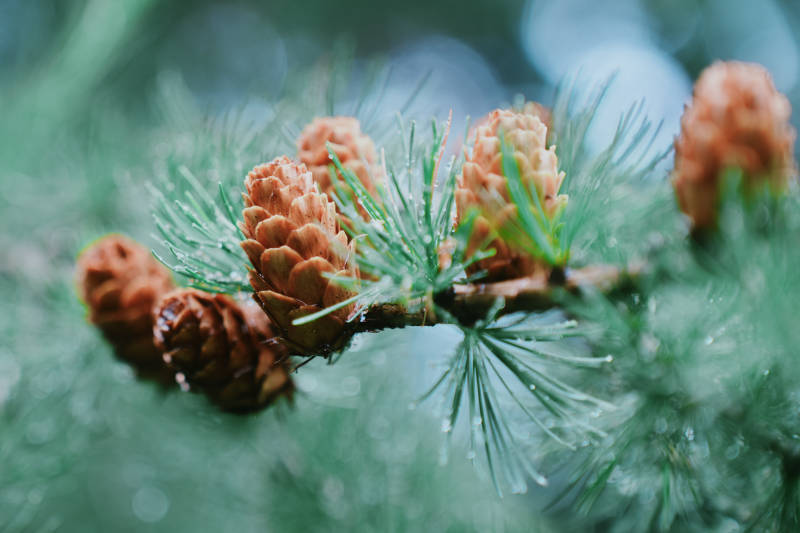 松枝上的小松果图片