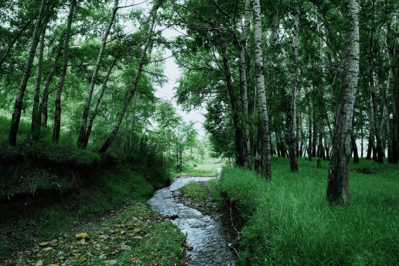 森林溪流 绿意盎然图片