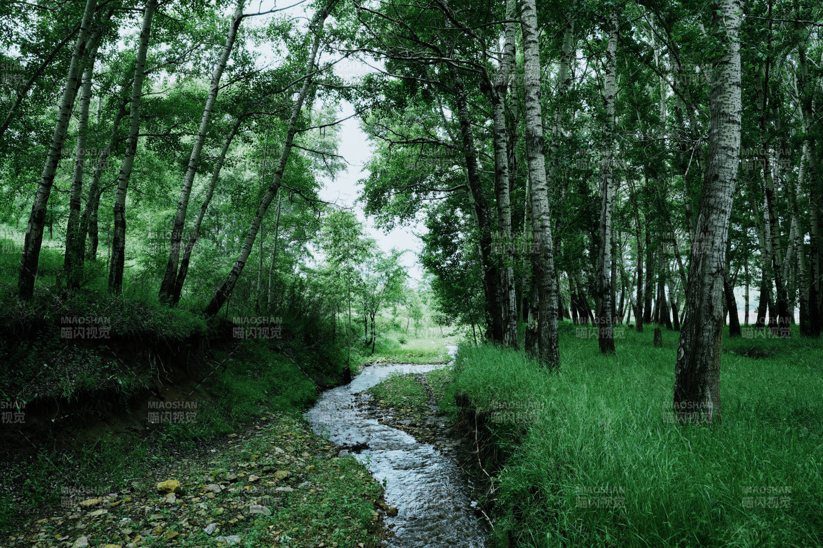 森林溪流 绿意盎然图片