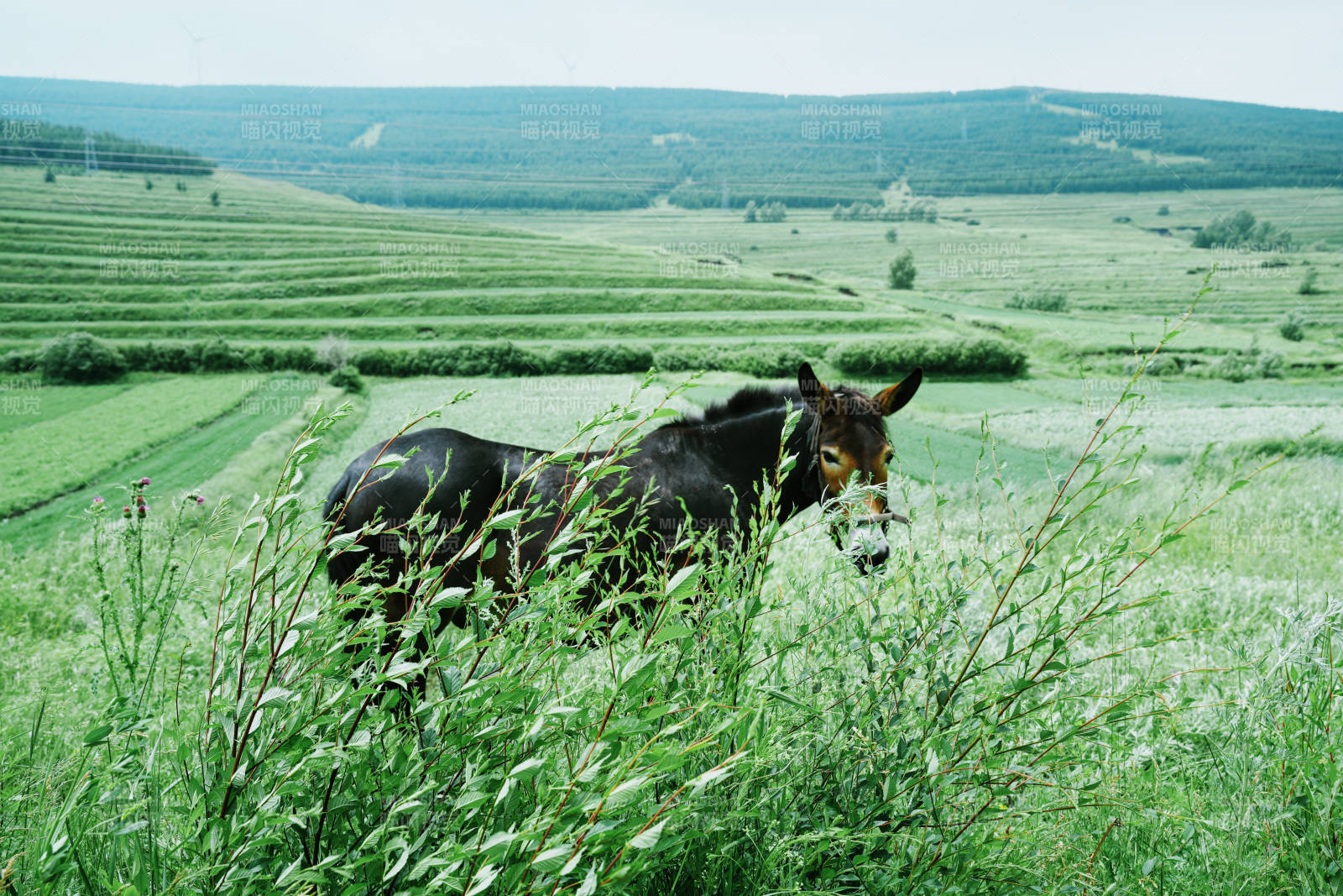 草原上的驴子图片