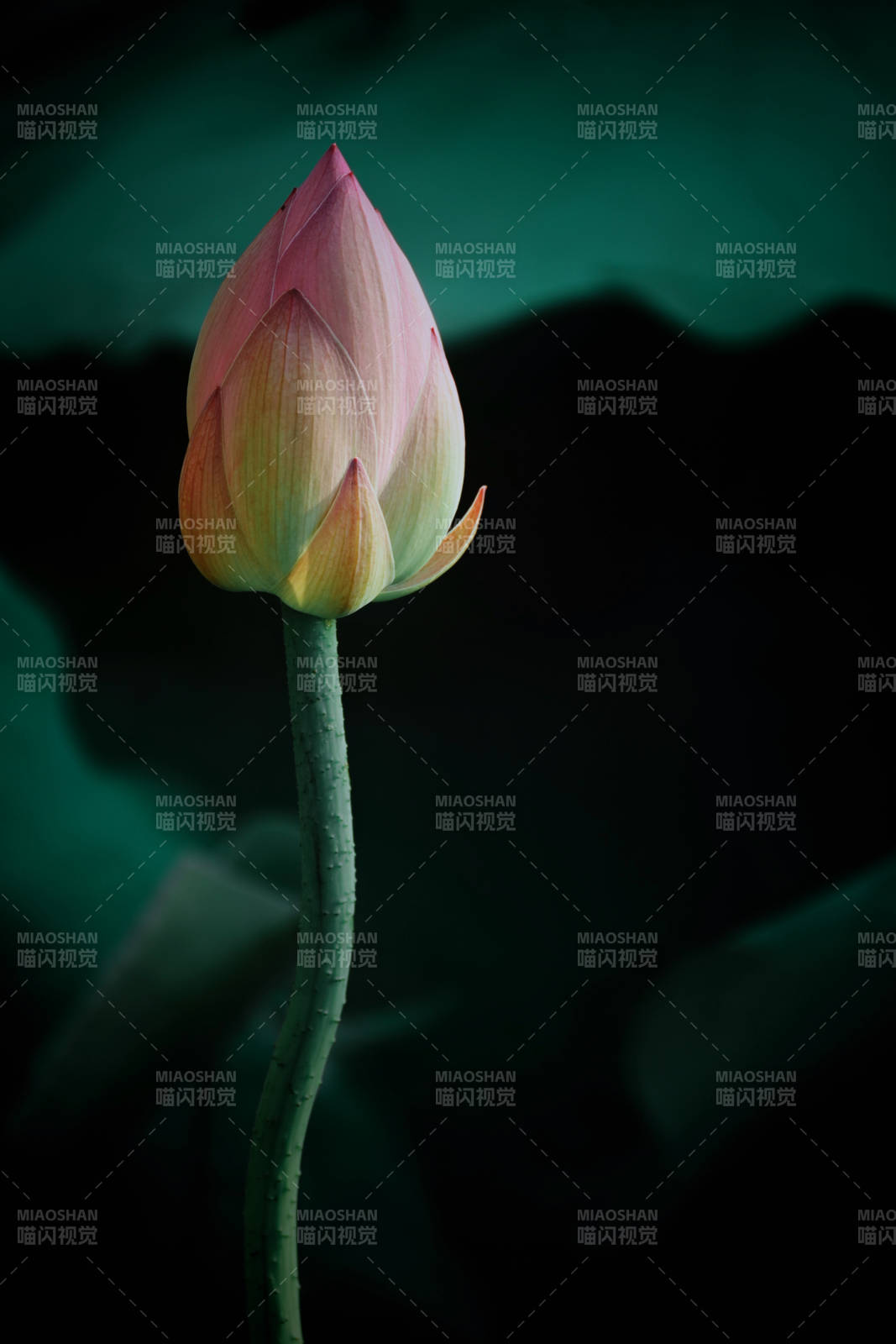 静谧莲花 含苞待放图片