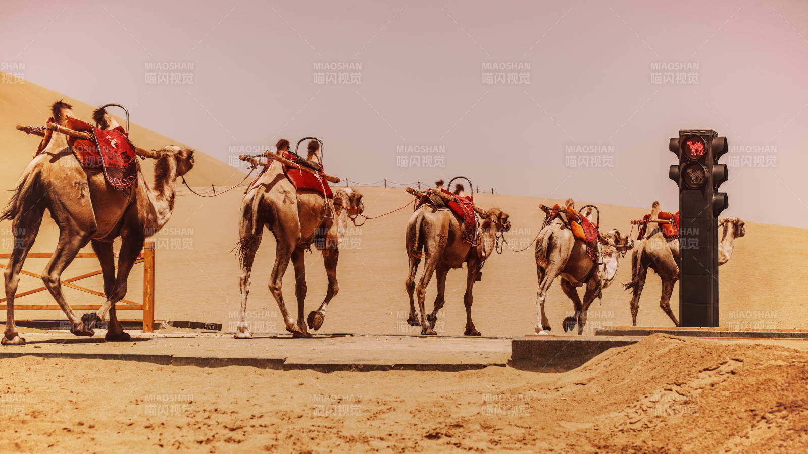 沙漠骆驼与红绿灯奇景图片