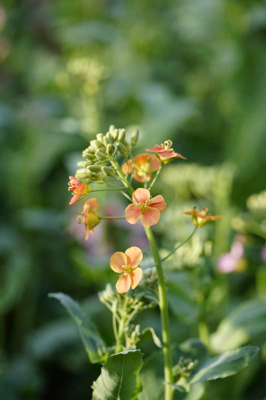 橙色小花在绿叶中绽放图片