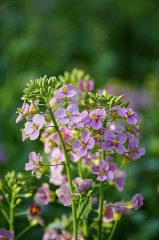 紫色小花绽放于绿叶间图片