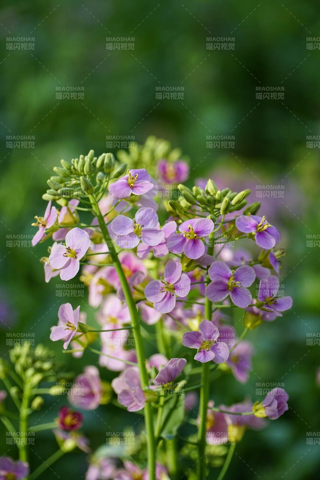 紫色小花绽放于绿叶间图片