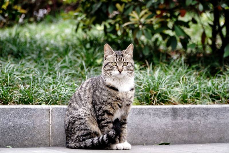 悠闲的花园猫咪图片
