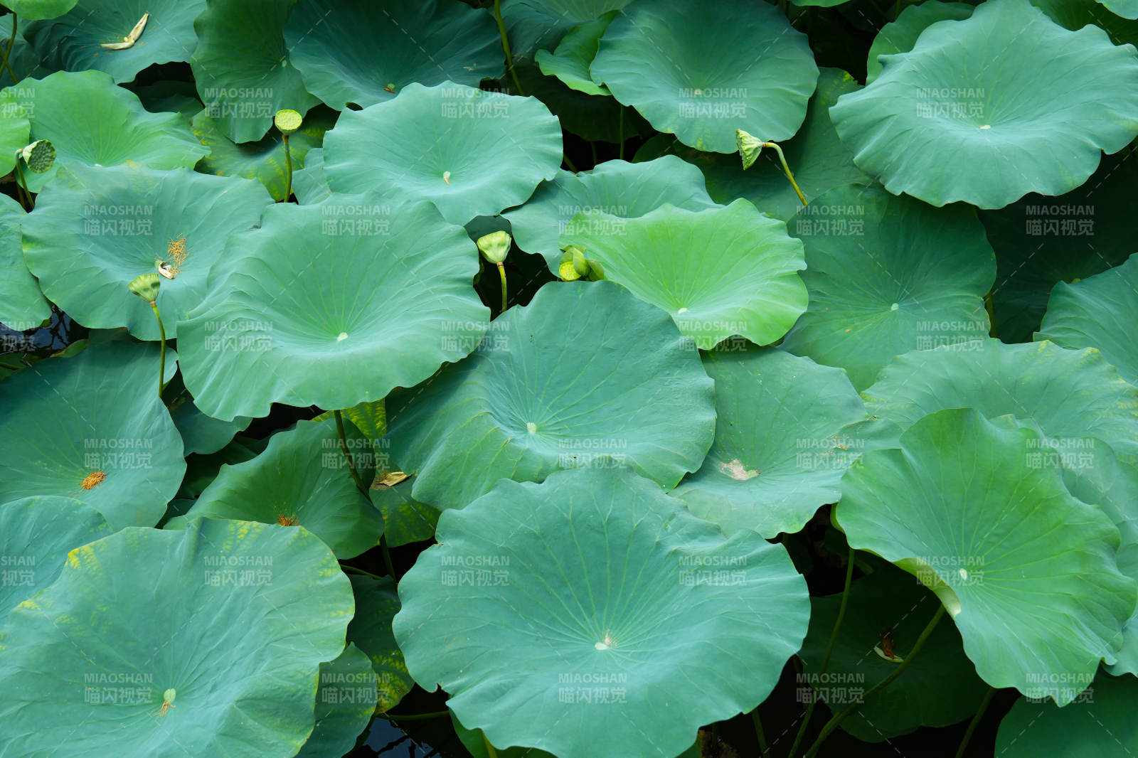 荷叶密布 绿意盎然图片