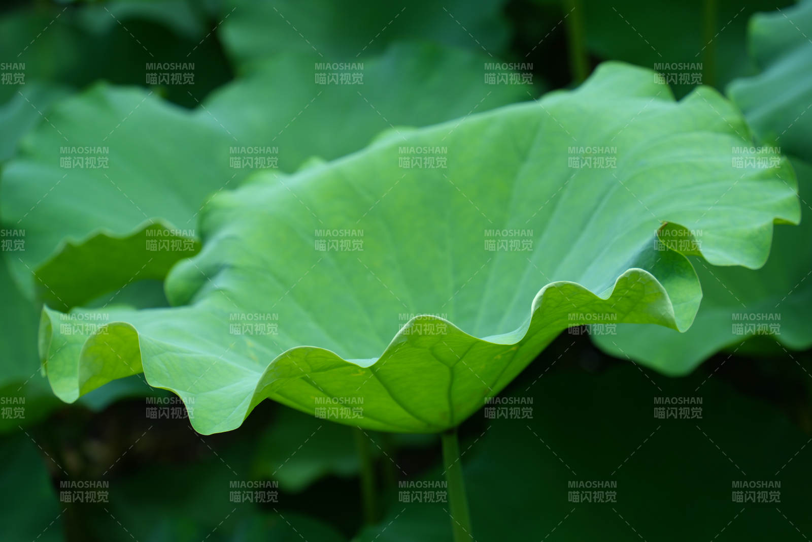 翠绿荷叶 自然之美图片