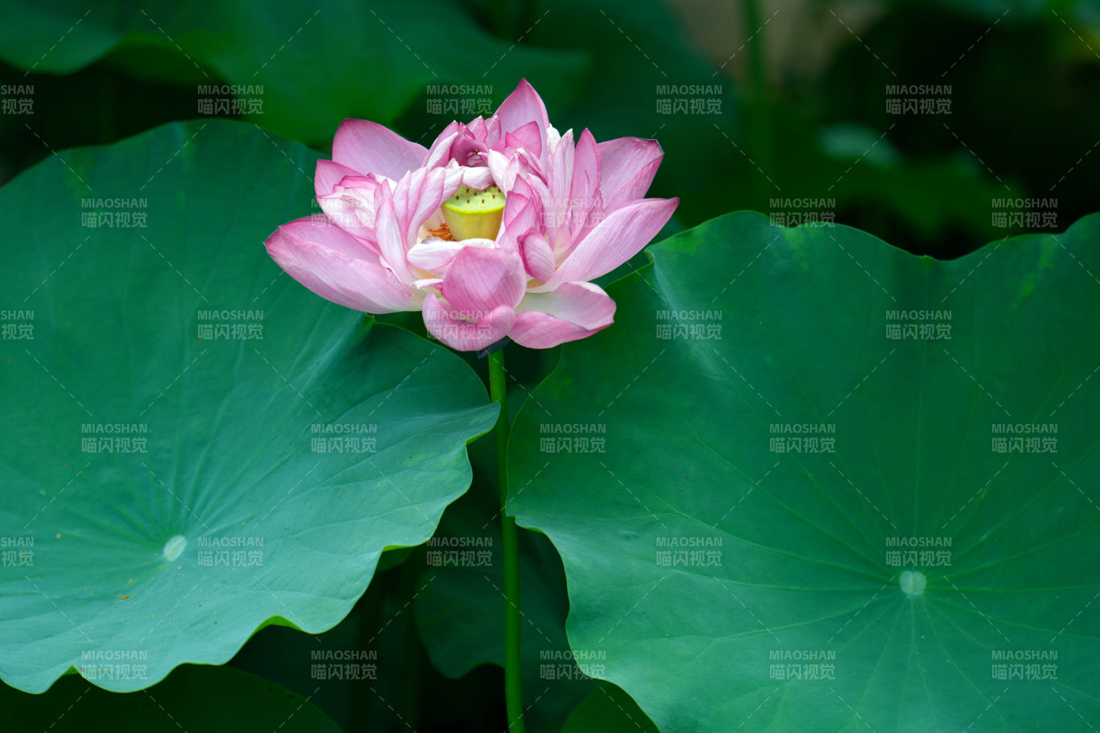 粉莲静绽绿叶间图片