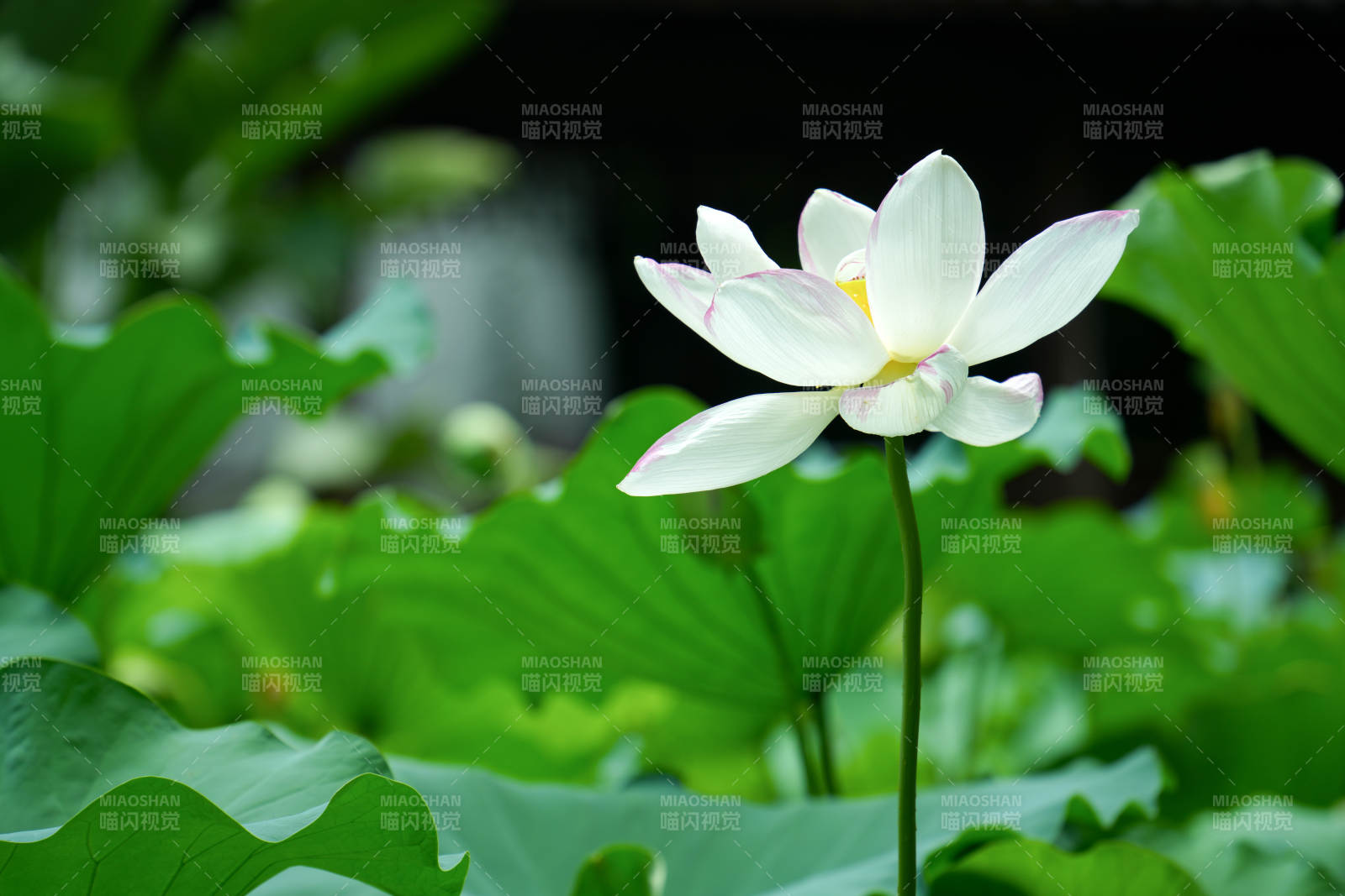 池塘中的莲花盛开图片