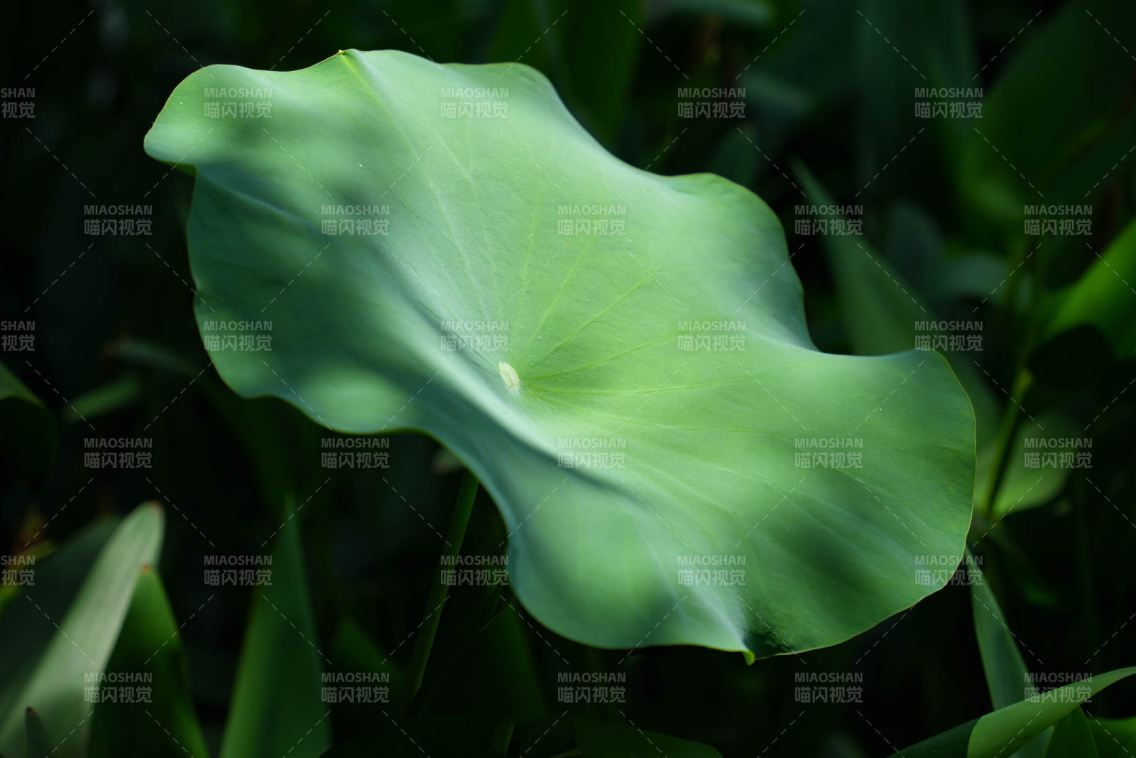 绿叶轻舞 自然之美图片