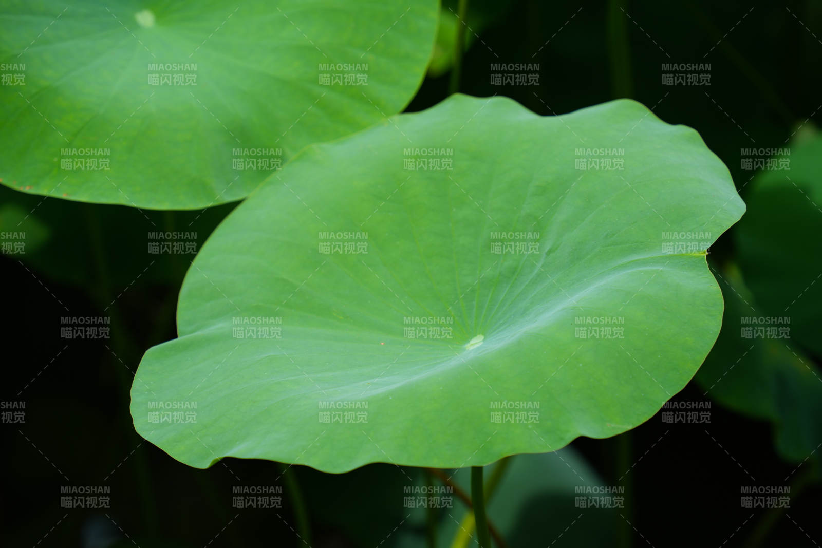 荷叶翠绿 静谧自然图片