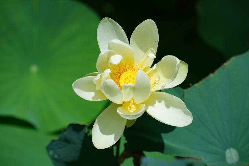 淡雅莲花映绿叶图片