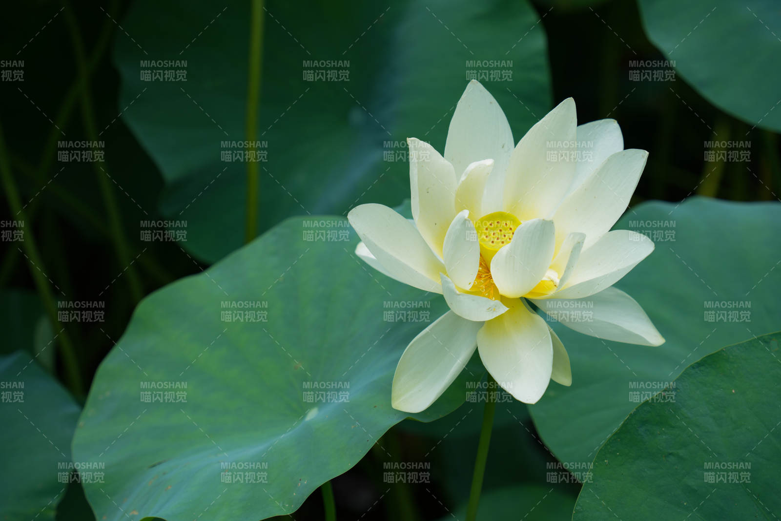 洁白莲花静谧绽放图片