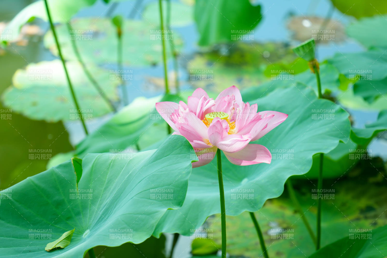 池塘中的粉色莲花图片