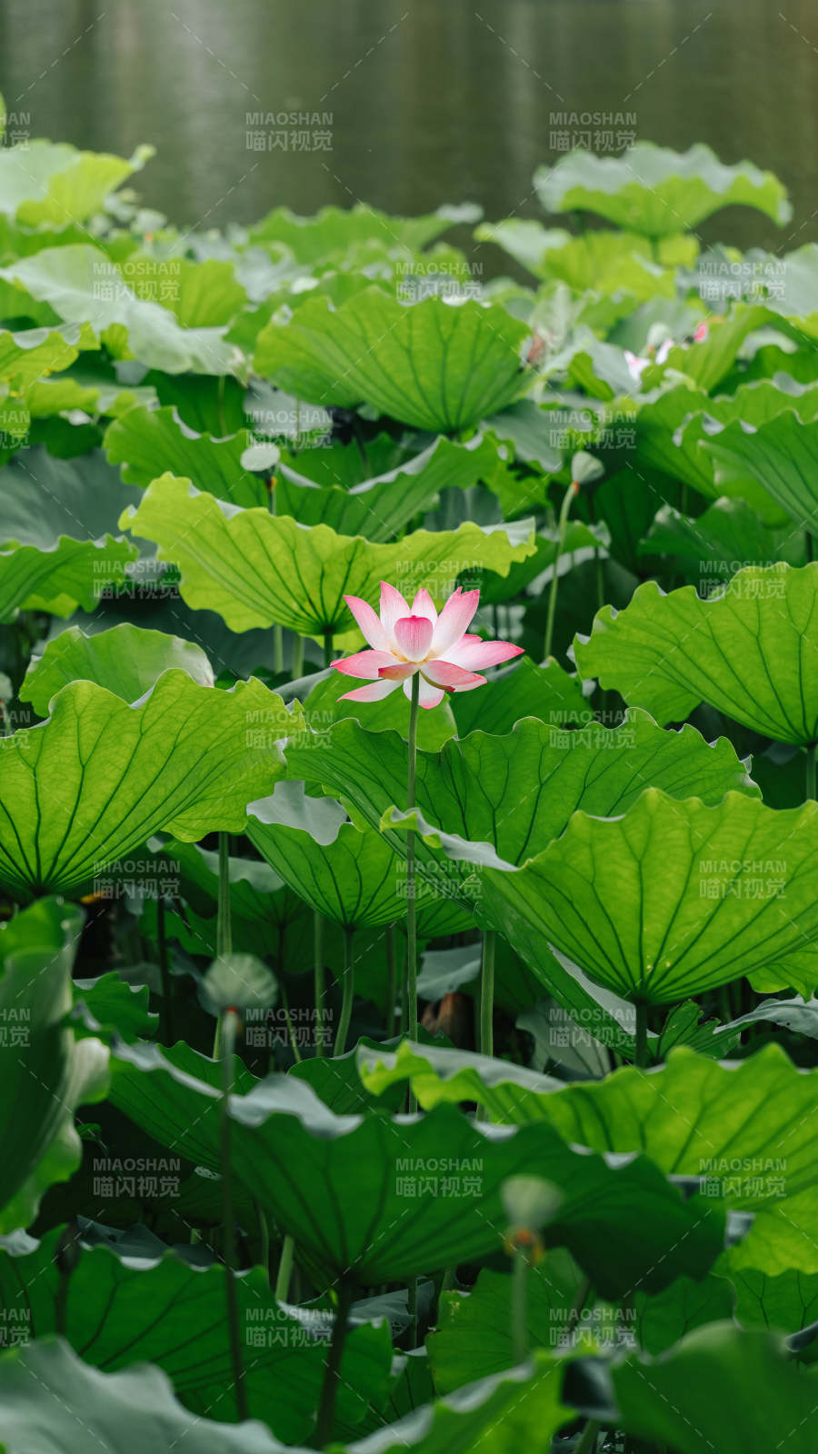 荷塘清幽 莲花独绽图片
