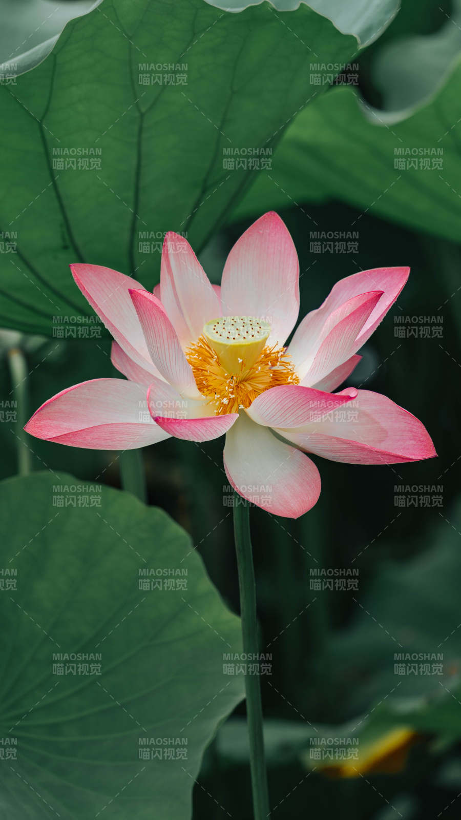 粉白莲花映绿叶图片