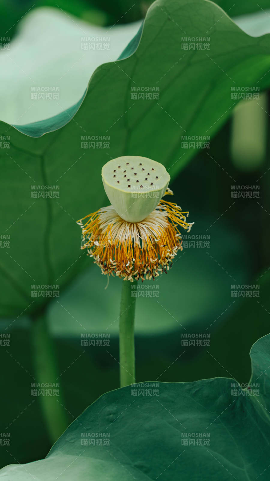 莲蓬初绽 绿叶相伴图片