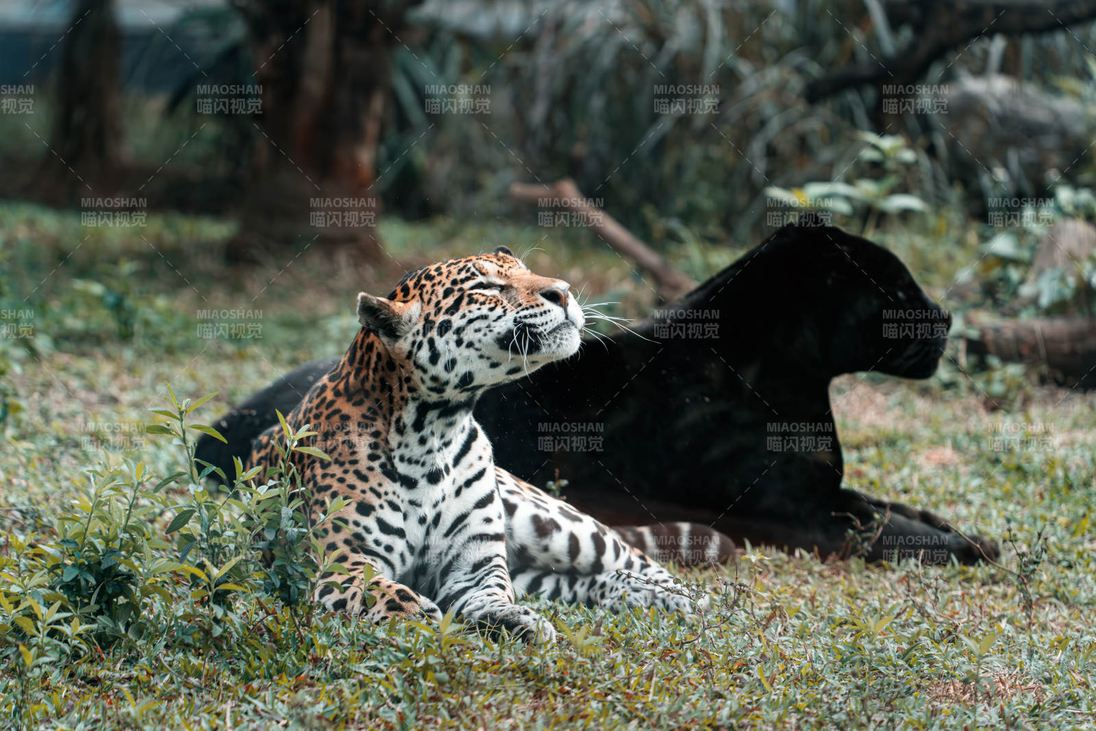 豹与黑豹共栖草地图片