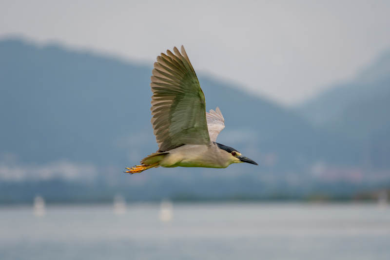 夜鹭飞翔于湖面之上图片