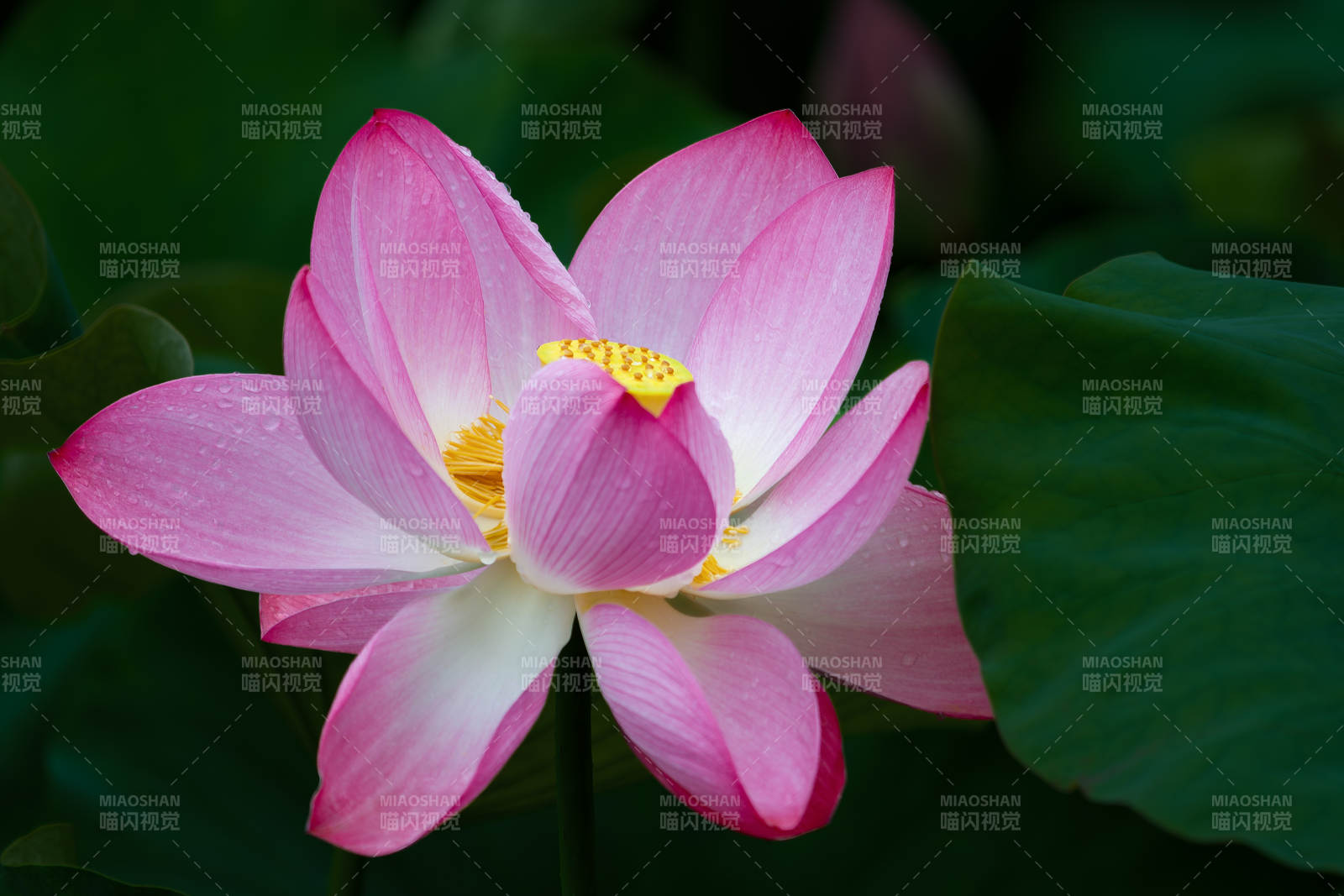 粉红荷花绽放水中图片