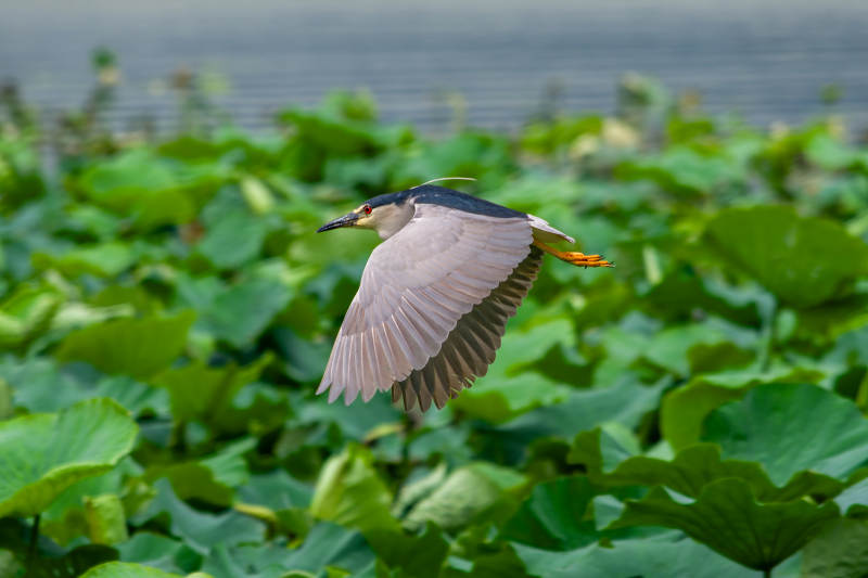 荷塘夜鹭展翅飞图片