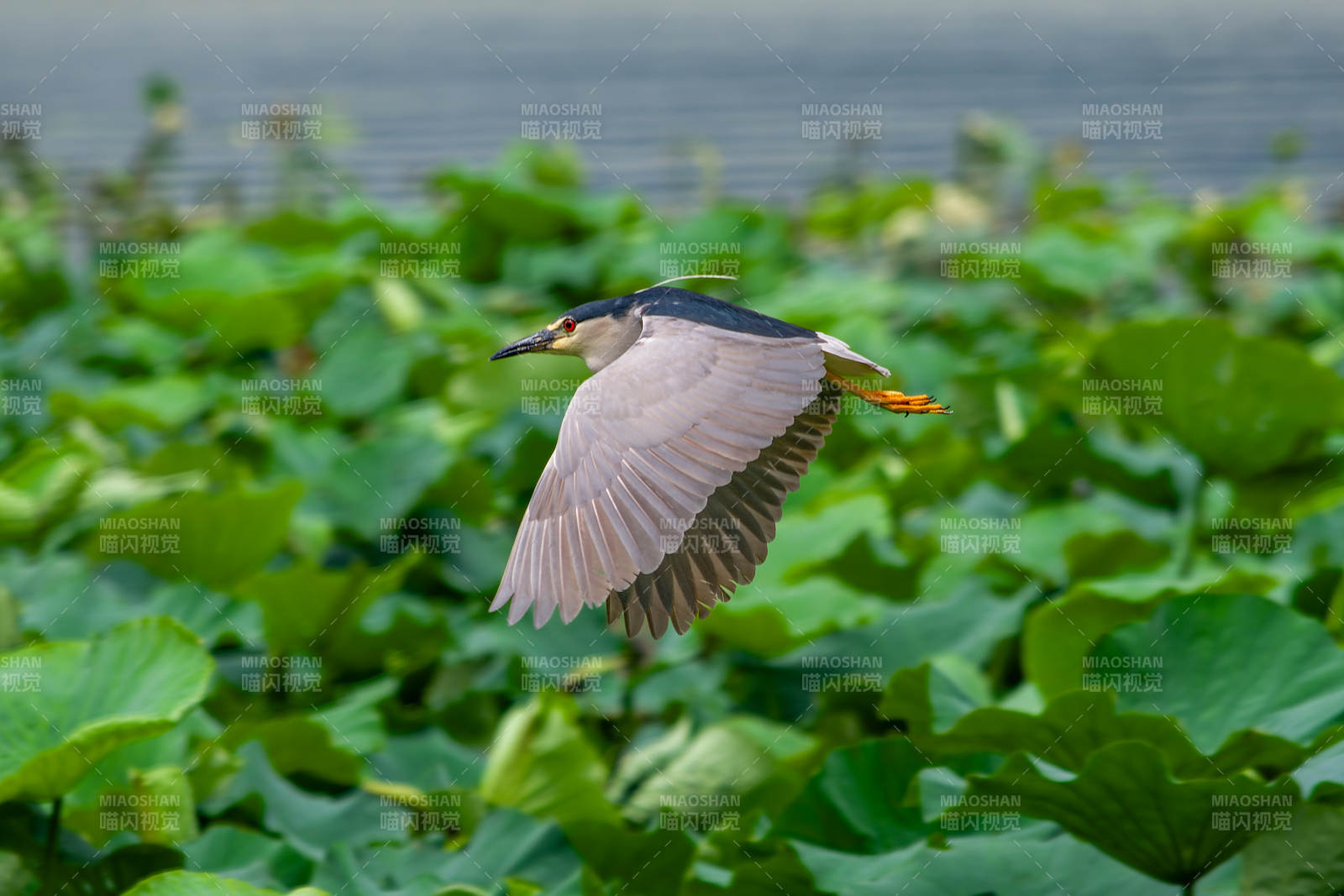 荷塘夜鹭展翅飞图片